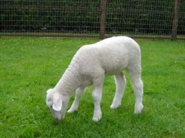 Oveja Bebe 97102 | ZWALLPIX