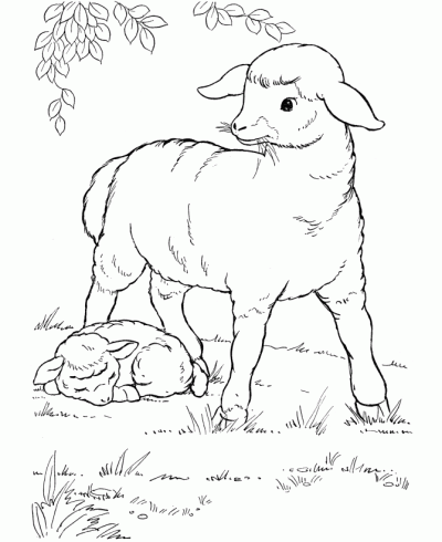Dibujo de Oveja. Dibujo para colorear de Oveja. Dibujos infantiles de ...