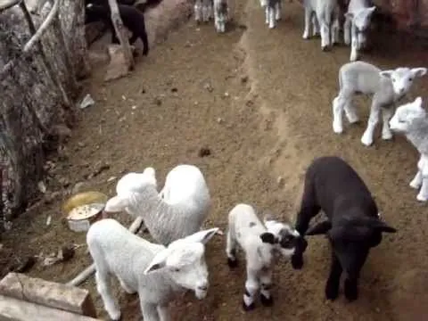 Ovejas bebé beeeeeee Córdoba Argentina - YouTube Ovejas bebé beeeeeee Córdoba Argentina - YouTube