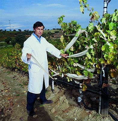 Over the Wine: PROFESIONES