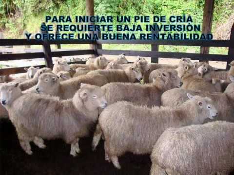 OVINOS UN NEGOCIO RENTABLE - YouTube