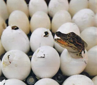  ... de un pequeno cocodrilo rompiendo el cascaron de su huevo curioso no