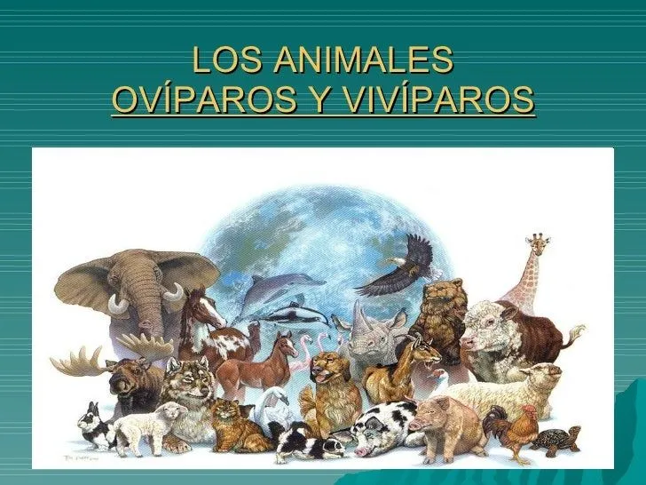Ovíparos y vivíparos