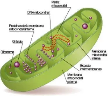  ... oxidación completa en presencia de oxígeno, la respiración celular