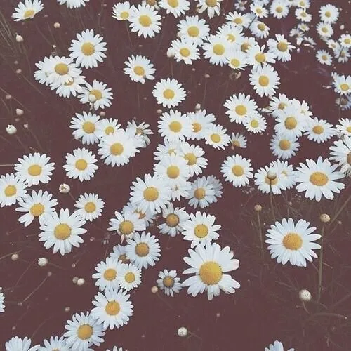 Oxytocin — Image via We Heart It #cool #flowers #photograpy... Oxytocin — Image via We Heart It #cool #flowers #photograpy...