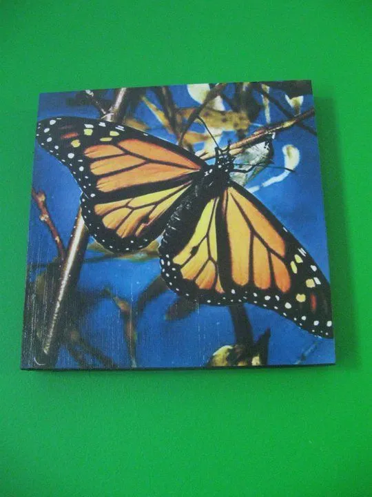 Oz Diseños - Oniro-imágenes & Art: Cuadro "Mariposa Tecnicolor" Oz Diseños - Oniro-imágenes & Art: Cuadro "Mariposa Tecnicolor"