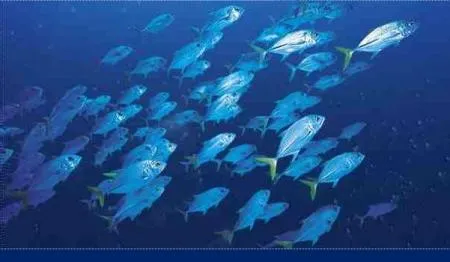 el ozenaeum el museo acuario que alberga especies de peces del ... el ozenaeum el museo acuario que alberga especies de peces del ...