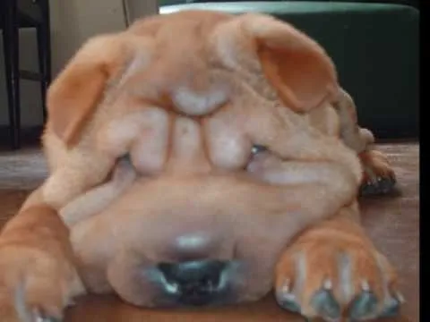 Pa mi perro Beto - YouTube