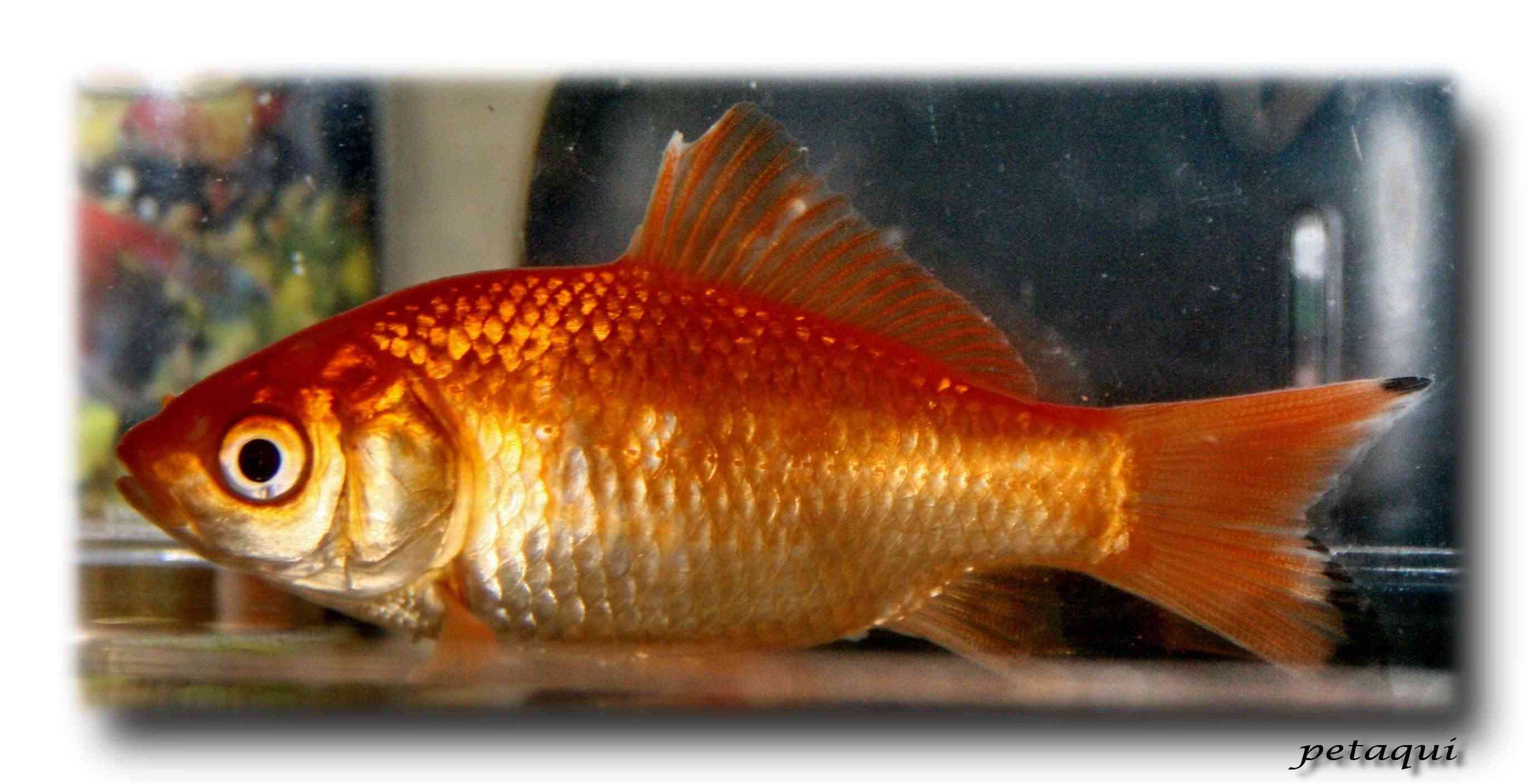 Nombres de peces con escamas - Imagui