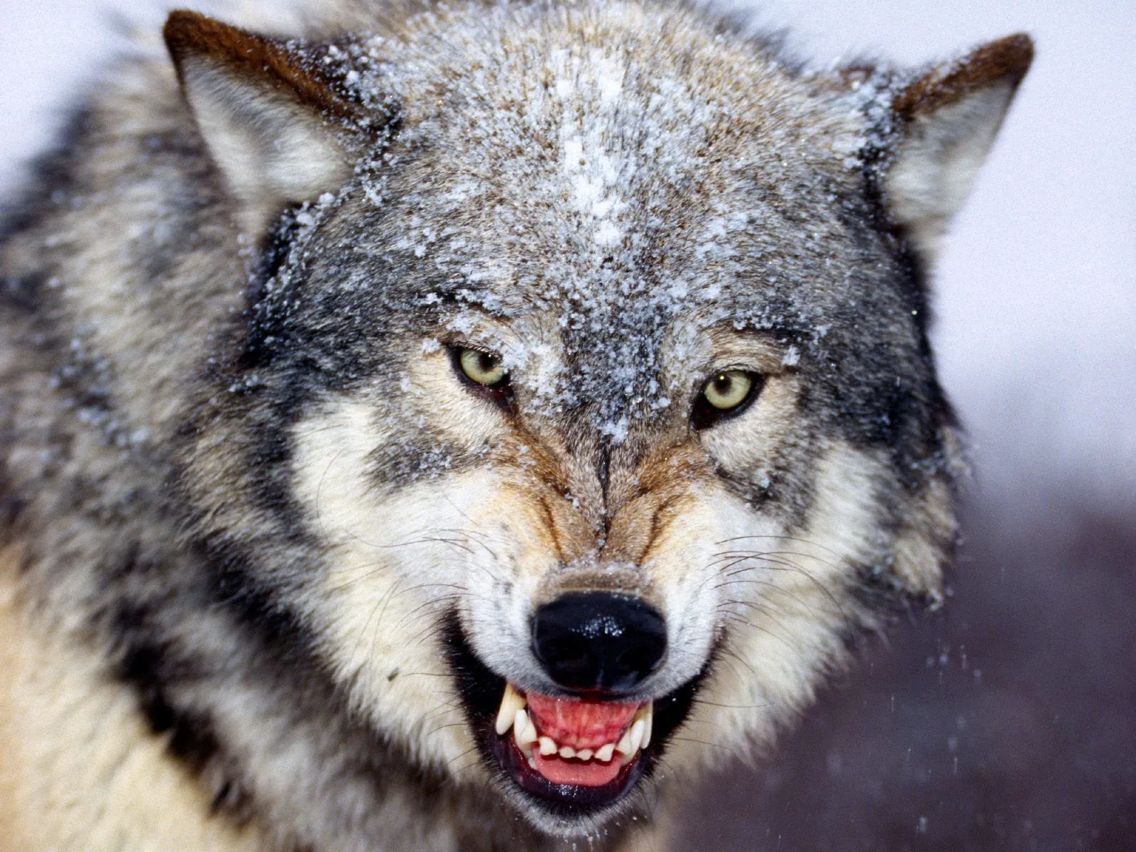 Pack de Lobos « Wallpapers Life