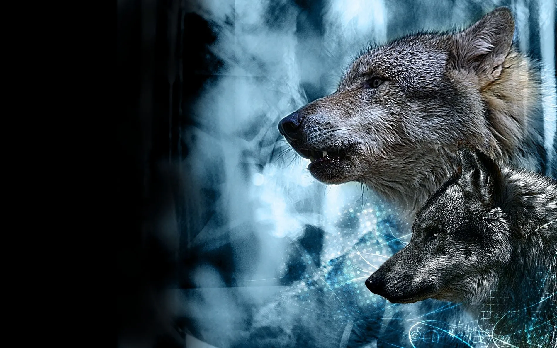 Pack de Lobos « Wallpapers Life