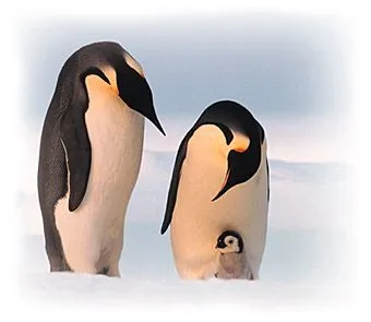 El mejor padre del reino animal: El Pingüino Emperador - Blogodisea El mejor padre del reino animal: El Pingüino Emperador - Blogodisea