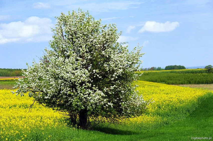 Paesaggio di primavera foto - paesaggi primaverili | Fotografie ... Paesaggio di primavera foto - paesaggi primaverili | Fotografie ...