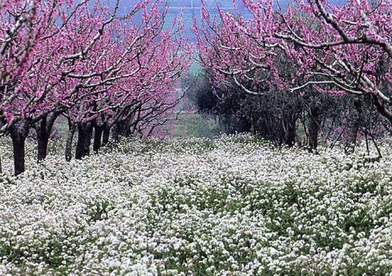 Un paesaggio di primavera | Oltre il cancello Un paesaggio di primavera | Oltre il cancello