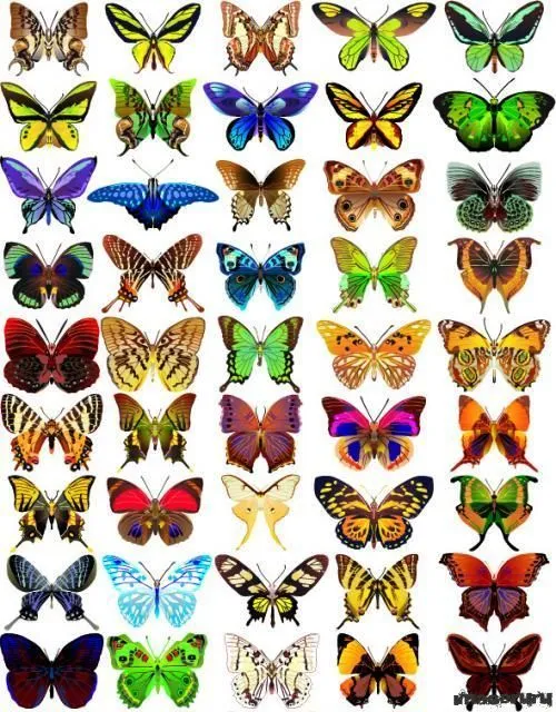 Page 2 for English Word of The Day: Butterfly(butterflies ... Page 2 for English Word of The Day: Butterfly(butterflies ...