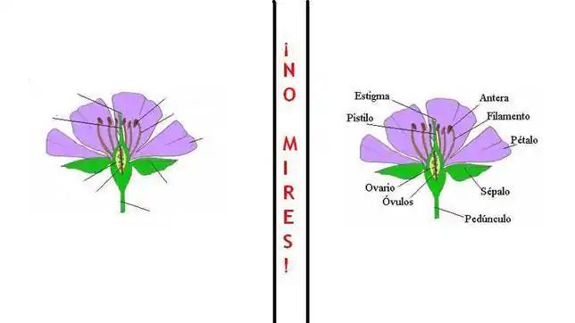 Partes de una flor - ABC.es