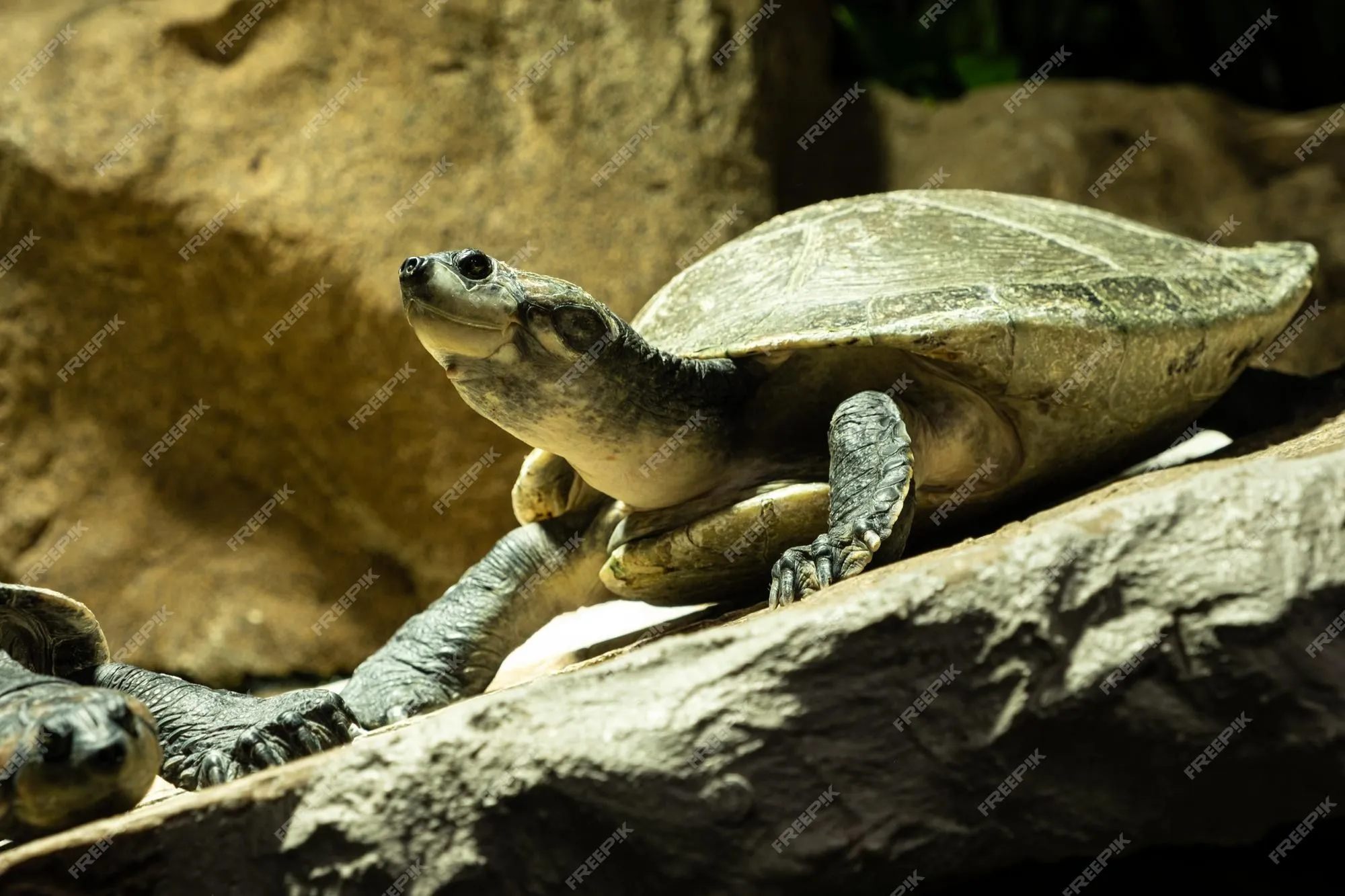 Página 15 | Imágenes de Turtle Zoo - Descarga gratuita en Freepik Página 15 | Imágenes de Turtle Zoo - Descarga gratuita en Freepik