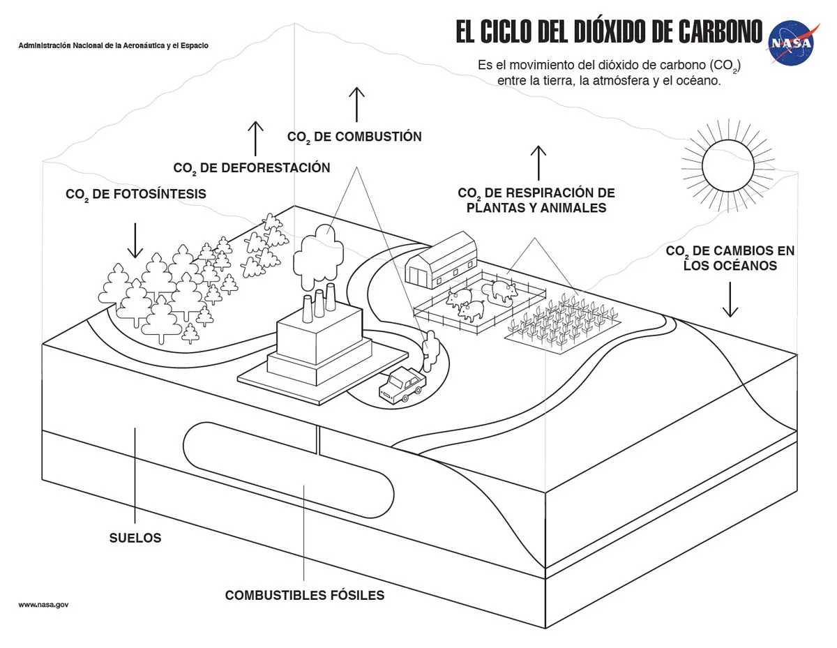 Página de colorear: El ciclo del dióxido de carbono – Climate Change: Vital  Signs of the Planet