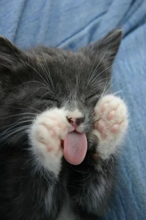 Pagina de gatos siameses: Cuidado de los gatos bebes. Pagina de gatos siameses: Cuidado de los gatos bebes.