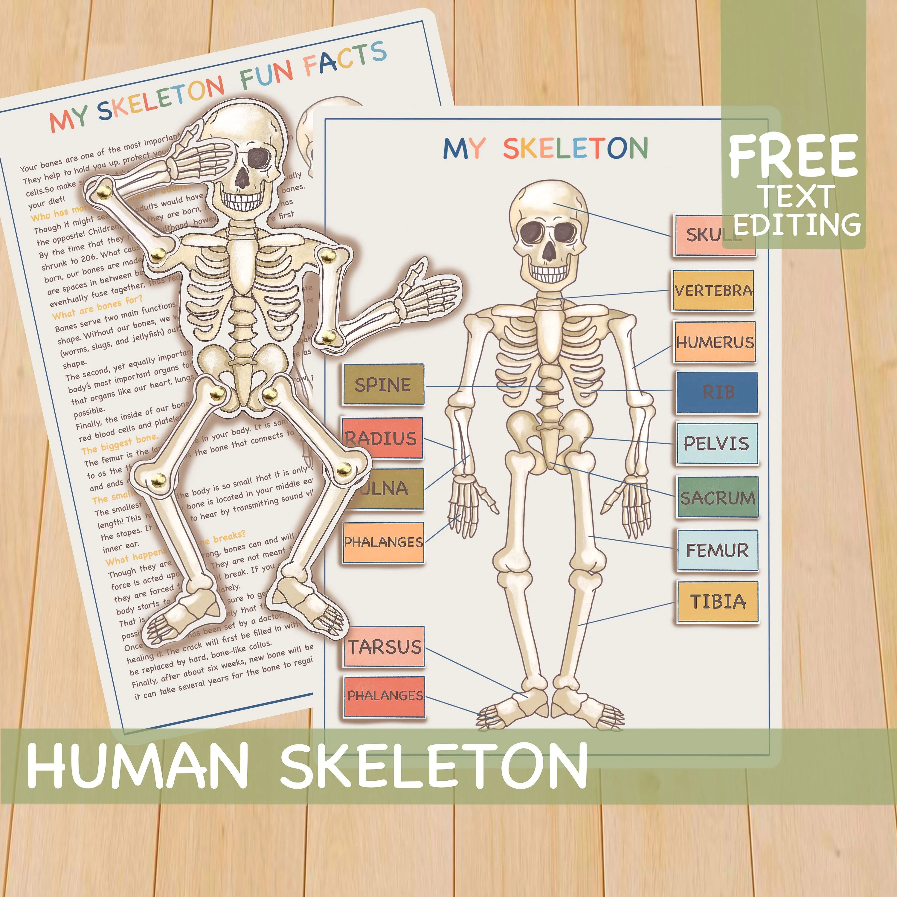 Página de libro ocupado de esqueleto humano materiales - Etsy España Página de libro ocupado de esqueleto humano materiales - Etsy España