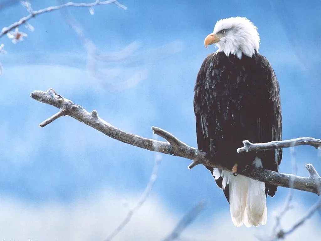 la página de toni: Águila (