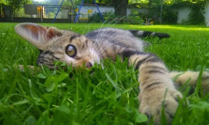 la página de toni: Animales simpáticos