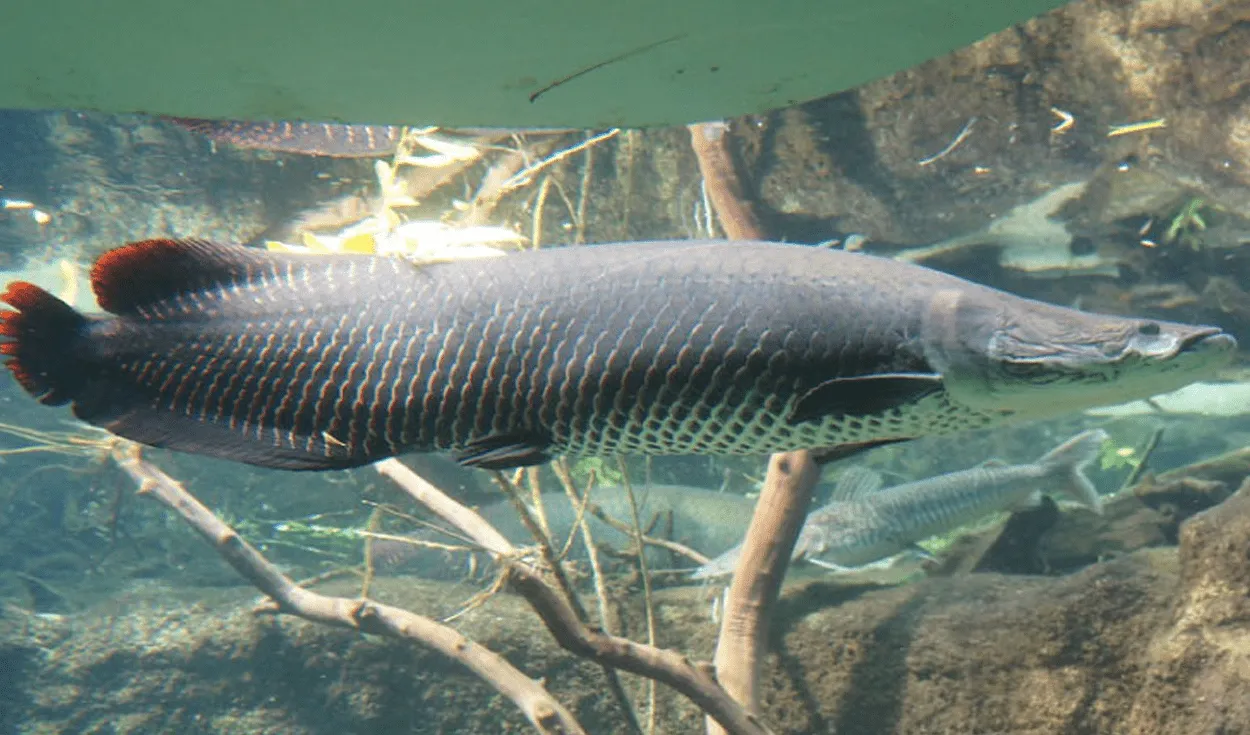 Paiche: todo sobre el pez de río más grande del mundo y del Amazonas arapaima pirarucú | Respuestas | La República Paiche: todo sobre el pez de río más grande del mundo y del Amazonas arapaima pirarucú | Respuestas | La República