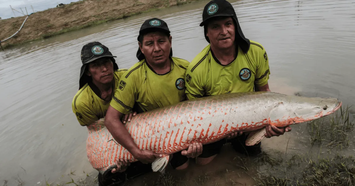 Paiche: todo sobre el pez de río más grande del mundo y del Amazonas arapaima pirarucú | Respuestas | La República Paiche: todo sobre el pez de río más grande del mundo y del Amazonas arapaima pirarucú | Respuestas | La República