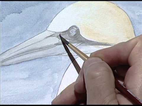 Painting a bird of the sea, Part 2. Pintando un Alcatraz, Parte 2 ...