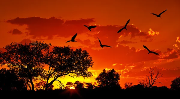 Paisaje de África con cálido atardecer — Foto stock ... Paisaje de África con cálido atardecer — Foto stock ...