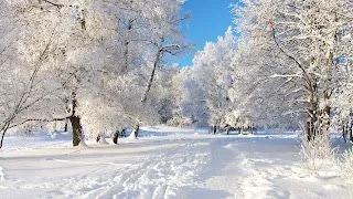 Paisaje Árboles blancos nevados. 