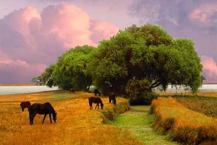 Imagenes de paisajes con caballos - Imagui