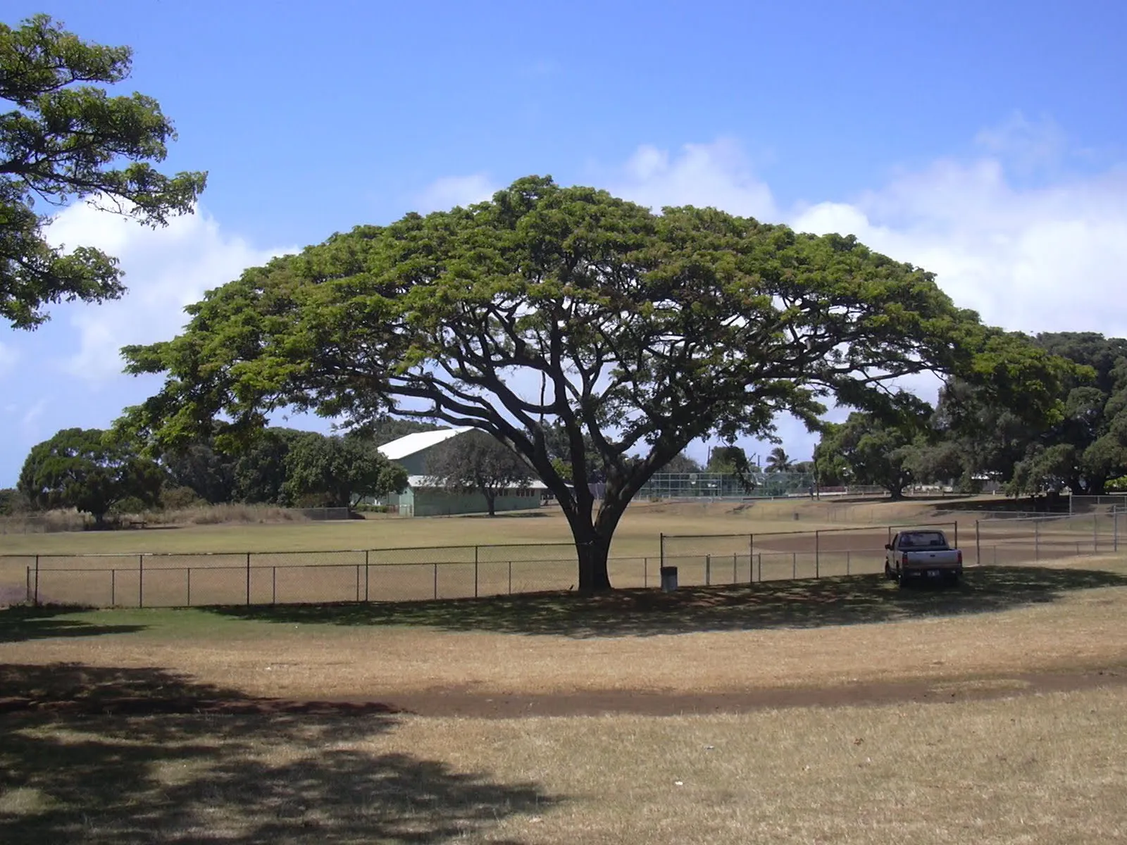 PAISAJE BITACORA: ARBOL DE LA SEMANA