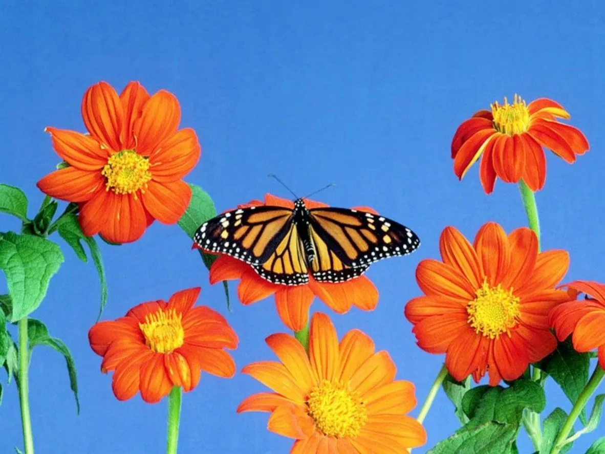 Paisaje Flores con Mariposa | Imágenes Arte Temático Paisaje Flores con Mariposa | Imágenes Arte Temático