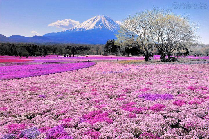 Paisaje de flores rosas y montañita | Flowers | Pinterest | Php