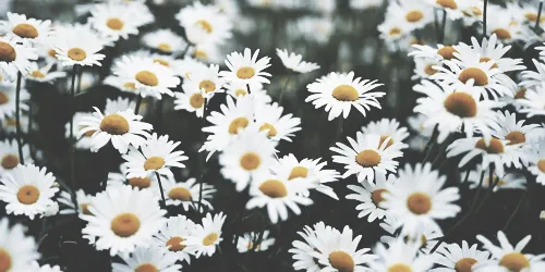 paisaje flores | Tumblr