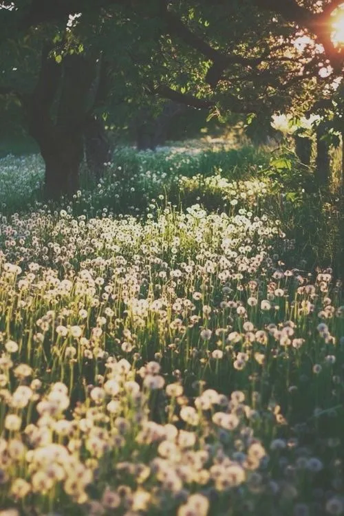 paisaje flores | Tumblr