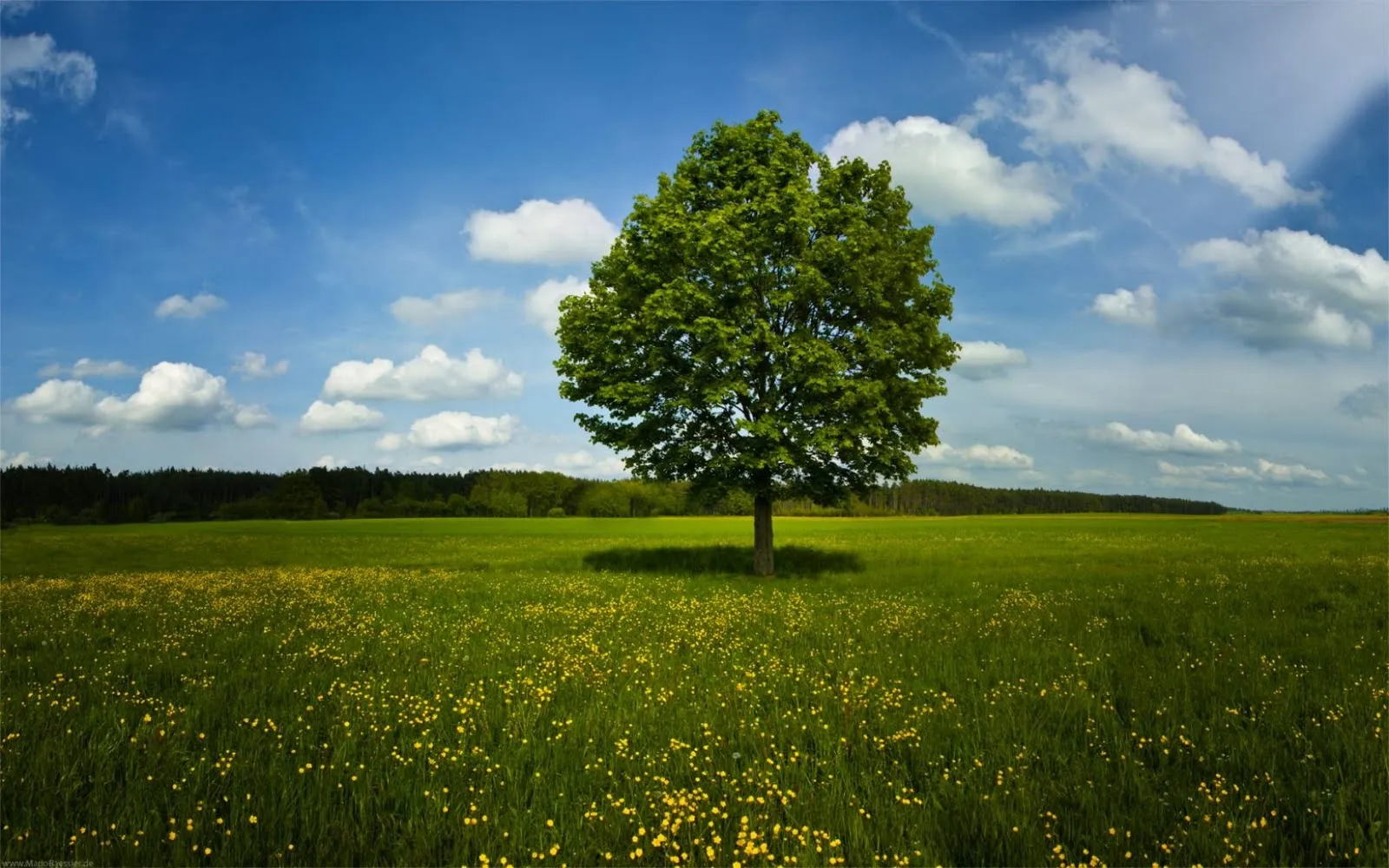 Paisaje natural - Arbol solitrio en pradera - Wallpapers HD ... Paisaje natural - Arbol solitrio en pradera - Wallpapers HD ...