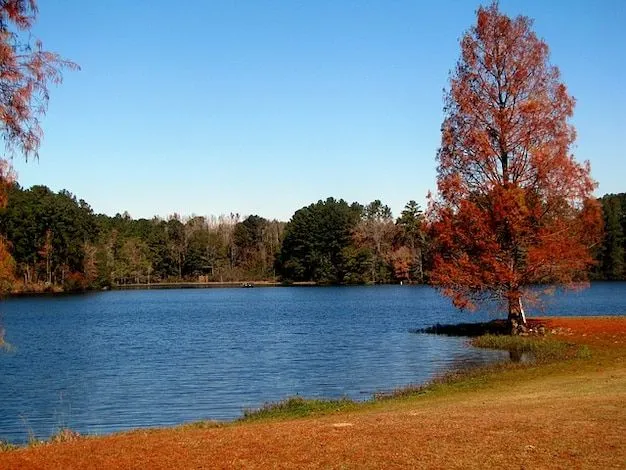 paisaje de otoño de agua, naturaleza, lago árboles | Descargar ...