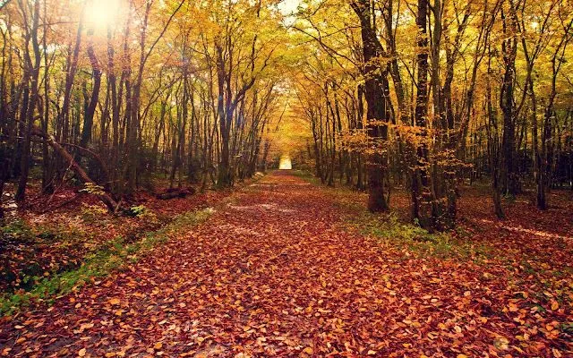 Paisaje de Otoño - Fondos de Pantalla HD - Wallpapers HD