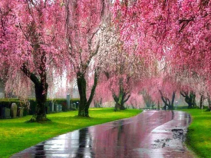 Paisaje en rosa | Paisajes | Pinterest