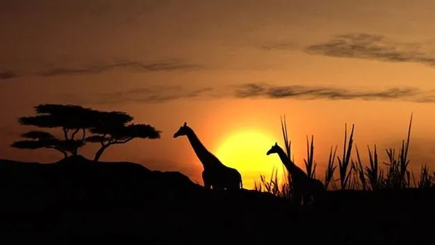 paisaje solar jirafa puesta de sol | Descargar Fotos gratis