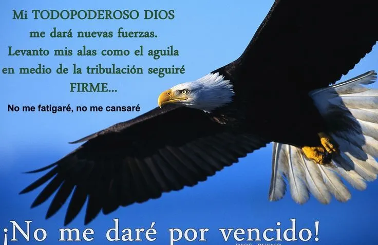 paisajes con aguilas volando - Buscar con Google | Versículos ... paisajes con aguilas volando - Buscar con Google | Versículos ...