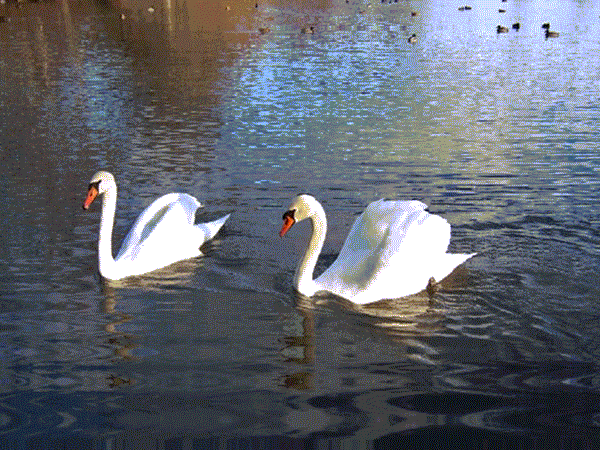 PAISAJES ANIMADOS: Paisaje animado de animales (4) PAISAJES ANIMADOS: Paisaje animado de animales (4)