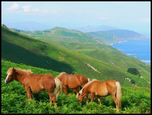 Paisajes con animales