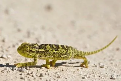 paisajes con animales camaleón