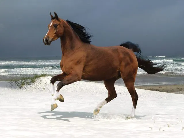 paisajes y animales hermosos - Taringa!