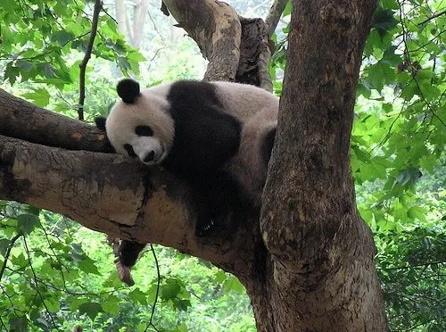 Desfiladero Bifeng, nuevo hogar de los pandas Desfiladero Bifeng, nuevo hogar de los pandas