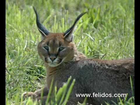 Paisajes y Animales - YouTube