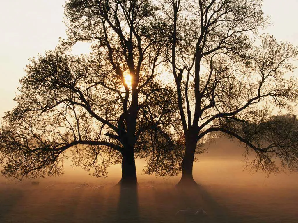 Mis Paisajes: arboles bonitos de atardecer